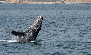 Es físicamente imposible que una ballena jorobada se trague a una persona