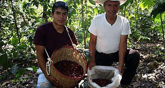 Puebla aprovecha precios récord del café: una oportunidad histórica