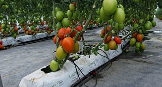 Puebla impulsará la transformación del jitomate con centro agroindustrial