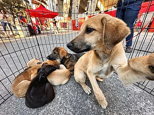 Fallas legales afectan la efectividad de la Coordinación de Bienestar Animal