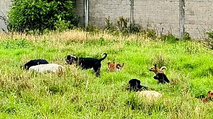 Multas por maltrato animal en Tlaxcala: ¿por qué son tan bajas?