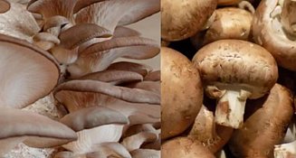 Los hongos: tesoros ancestrales de la tierra mexicana