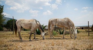 Cuacolandia se muda a Tlaxco, Tlaxcala para crecer y salvar más equinos