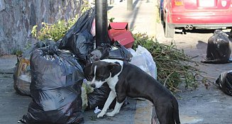 Crece el Problema de Basura en Tlaxcala: Vecinos Exigen Acción Inmediata