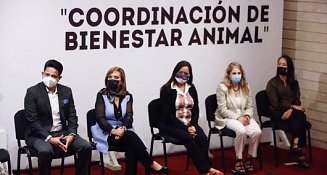 Persisten omisiones de gobierno en cumplimiento a la Ley de Bienestar Animal