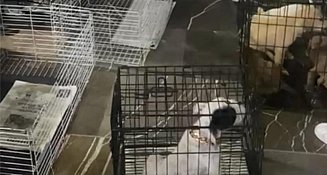 Decomisan 12 animales vendidos en vía pública en operativo en el Barrio de Analco