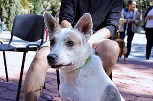 Protege a tus animales de compañía durante las fiestas navideñas