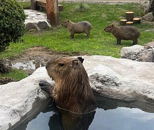 ¡Nada fuera de cuidado! Aclara Zoológico del Altiplano presuntas deficiencias e irregularidades