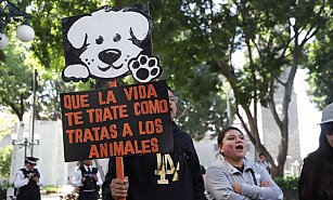 Gobierno de Puebla lucha contra el maltrato animal con cero tolerancia