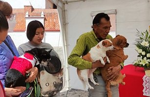 En curso 63 denuncias por maltrato animal ante Fiscalía de Puebla 