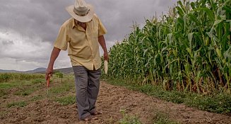 Campesinos de Tlaxcala buscan proteger el maíz criollo y pedir más apoyo al agro