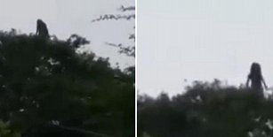 Impactante video muestra a supuesta bruja en árbol de Tamiahua, Veracruz