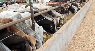 México exige a EE.UU. reanudar importación de ganado en 15 días