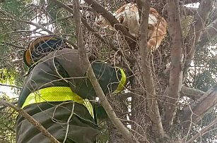 Rescate de gatito en Santiago Xicotenco