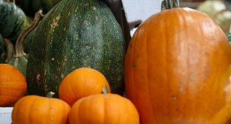 Aumenta el precio de la calabaza de Castilla mientras la americana gana terreno