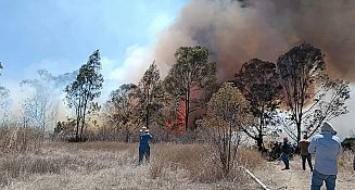 Rescatan fauna silvestre en Tlaxcala tras incendios forestales recientes