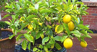 Cómo sembrar un árbol limonero: 5 consejos para obtener una gran cosecha