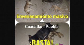 Envenenamiento masivo de perros en Coxcatlán