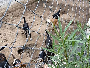 Denuncian nuevo caso de maltrato y tortura animal en Calpulalpan