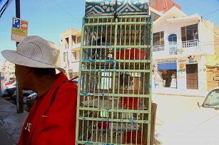 La venta de pájaros en Tlaxcala: una tradición en peligro por la deforestación