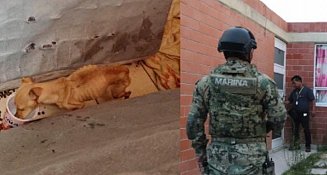Realizan primer cateo por maltrato animal en Puebla
