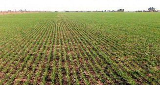 Agricultura inicia pagos de Producción para el Bienestar en todo México