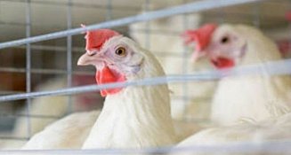 México frena importación de productos avícolas brasileños por gripe aviar