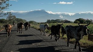 México confía en reabrir frontera con EE.UU. a exportación de ganado
