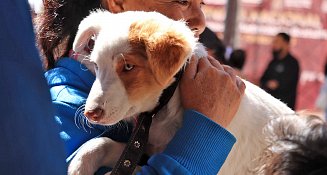Arranca Campaña Nacional de Vacunación Antirrábica Canina y Felina 2025 en Cuautlancingo