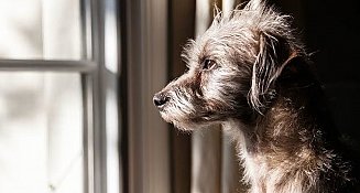 Millones de perros sin hogar en México: la adopción como solución