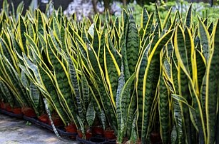 ¿Qué es la Sansevieria trifasciata?