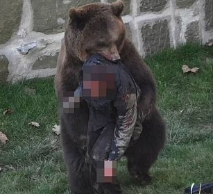 Joven casi muere tras ataque de oso en zoológico de Berna, Suiza