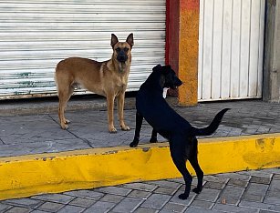 Denuncian estancamiento en promoción de la tenencia responsable de animales en Tlaxcala