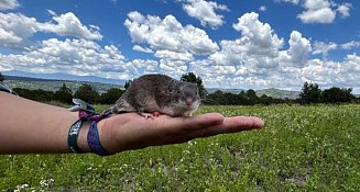 Estudian investigadores de Estación científica La Malinche a ratón espinoso