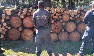 Recuperan 400 piezas de madera y vehículos en operativos en La Malinche contra delitos ambientales