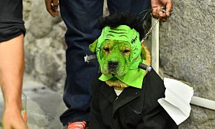 Concurso de Disfraces para Mascotas "Masco-terror" en Huamantla