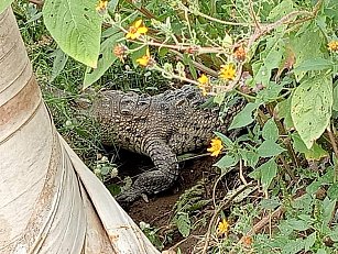 ¡Aguas con el coco! Localizan cocodrilo deambulando en Ixtacuixtla