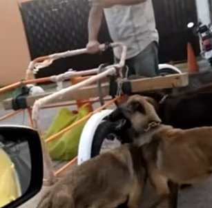 Rescatan a 7 caninos en Cholula tras operativo conjunto entre autoridades estatales y municipales