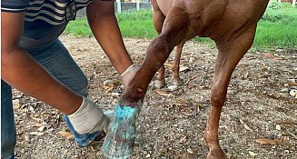 Alerta en México: 666 brotes de gusano barrenador afectan a Chiapas