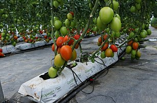 Puebla impulsará la transformación del jitomate con centro agroindustrial