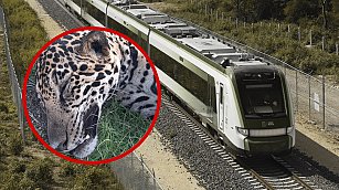 Licitación para monitoreo de fauna en el Tren Maya: Innovación y conservación