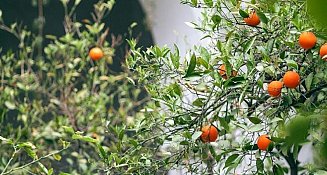 Cómo cultivar un naranjo en maceta y obtener frutos en casa fácilmente