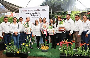 Atlixco inicia la temporada del Tulipán Holandés con 150 mil macetas