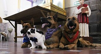 Puebla Celebra el Día Mundial de Bendecir a los Animales