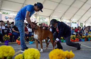 La Exposición Canina 2024 en Tlaxcala destaca la diversidad y adopción