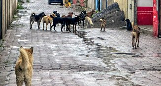 Sociedad y gobierno, responsables del incremento de perros en calles: OCPA