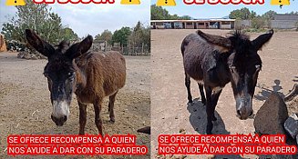 Robo en Burrolandia: Delincuentes sustraen seis equinos en el santuario de Otumba