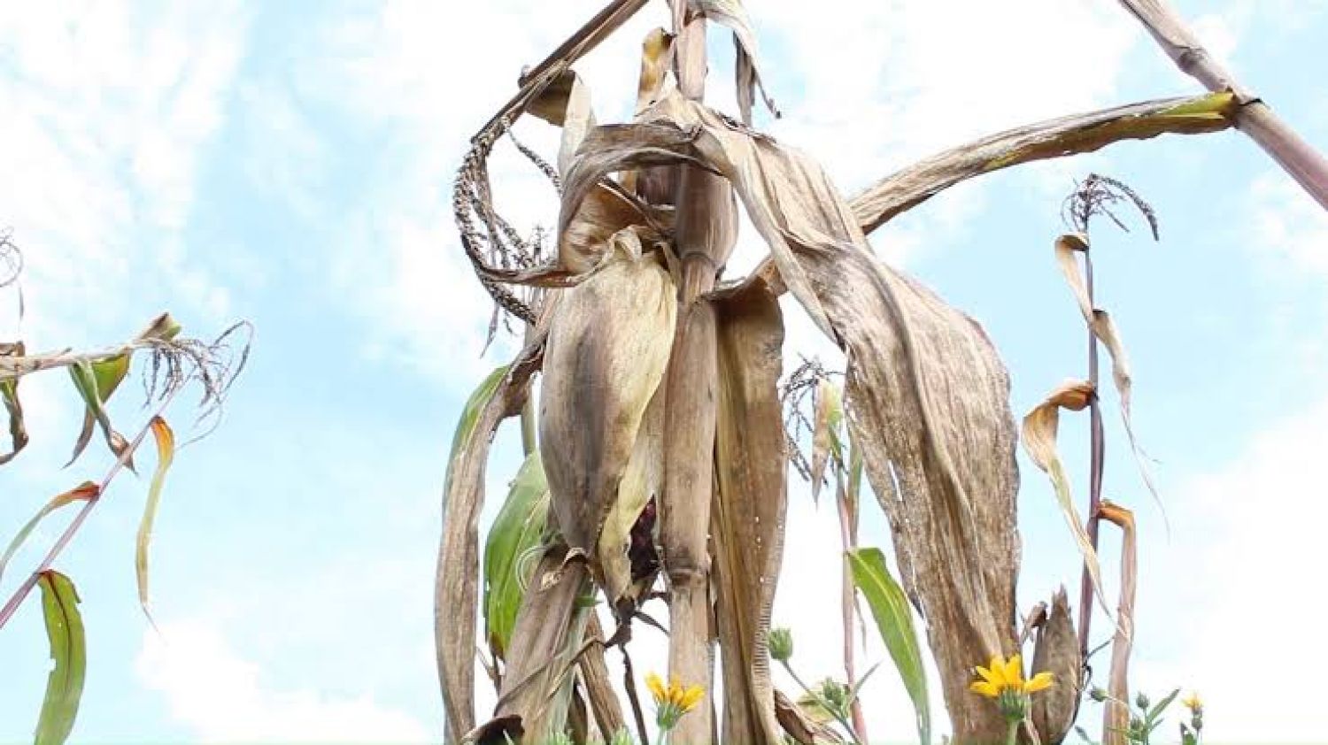Agricultores del sur de Tlaxcala resisten ante la sequía y el clima incierto