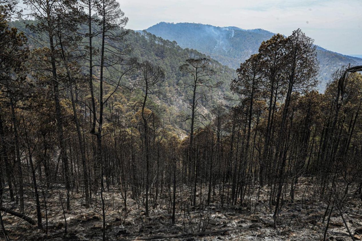 Tlaxcala inicia plan integral para reforestar y salvar su ecosistema