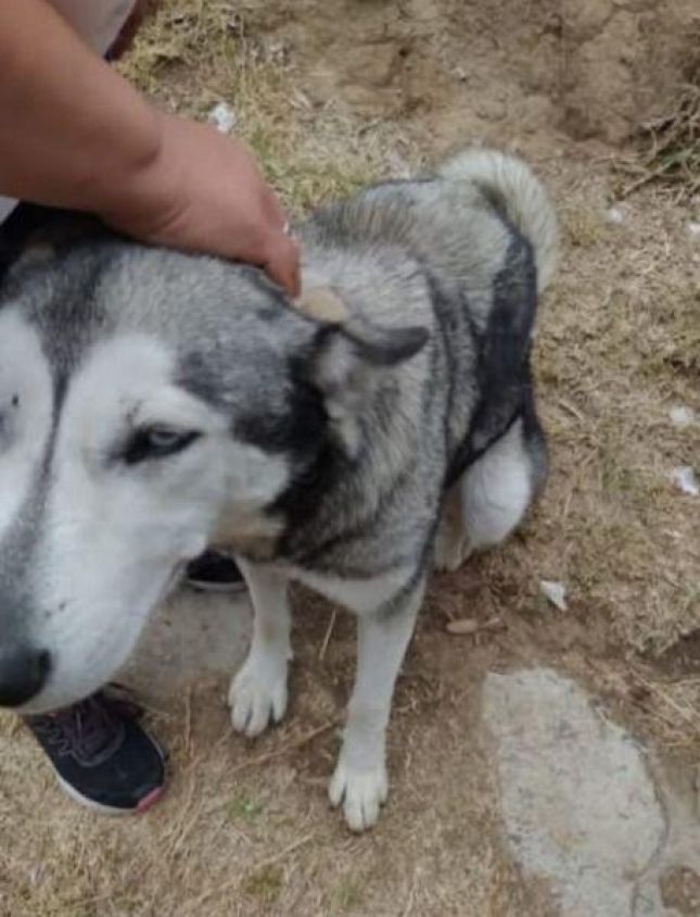 Propaet denuncia atropello de perro por vehículo oficial en Tlaxcala